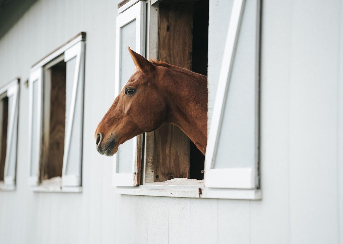 Le trafic de chevaux en Europe : un danger insoupçonné pour les consommateurs